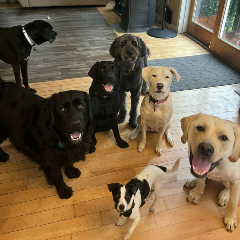 Camp Happy Hound