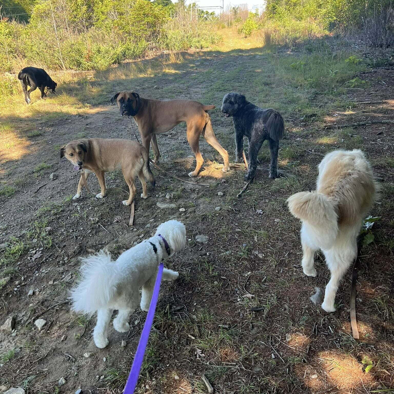 Camp Happy Hound