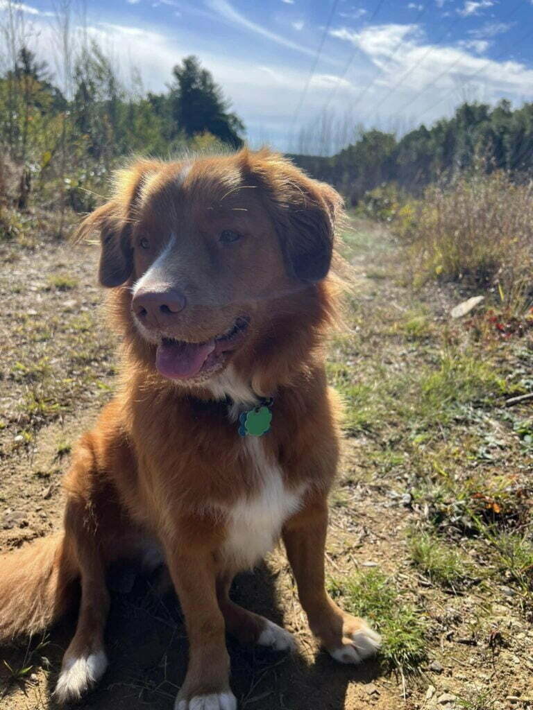 Camp Happy Hound