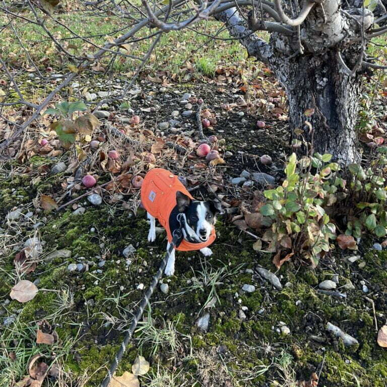 Camp Happy Hound