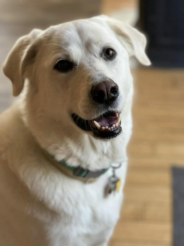 Camp Happy Hound
