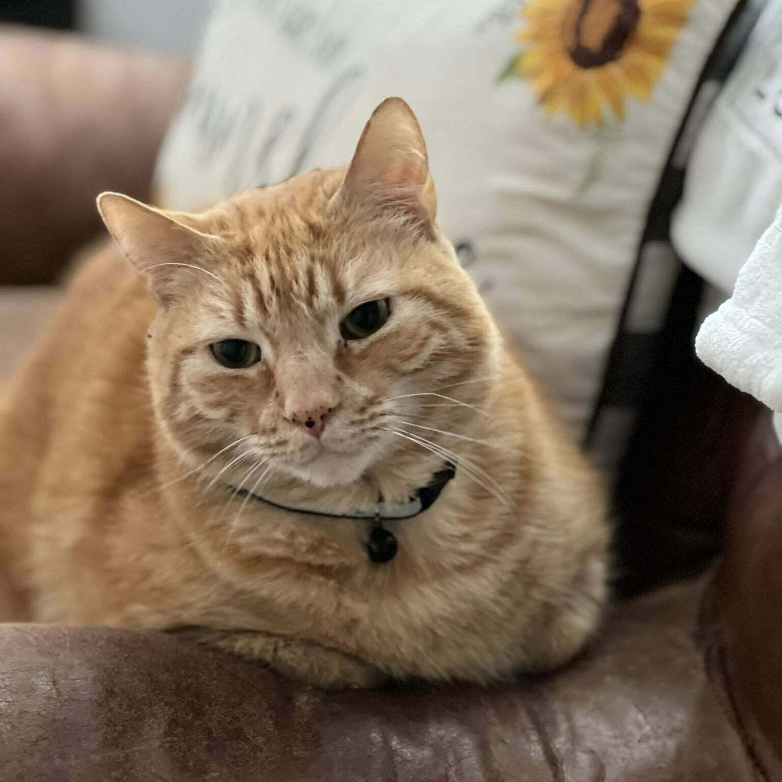 Cat Sitting