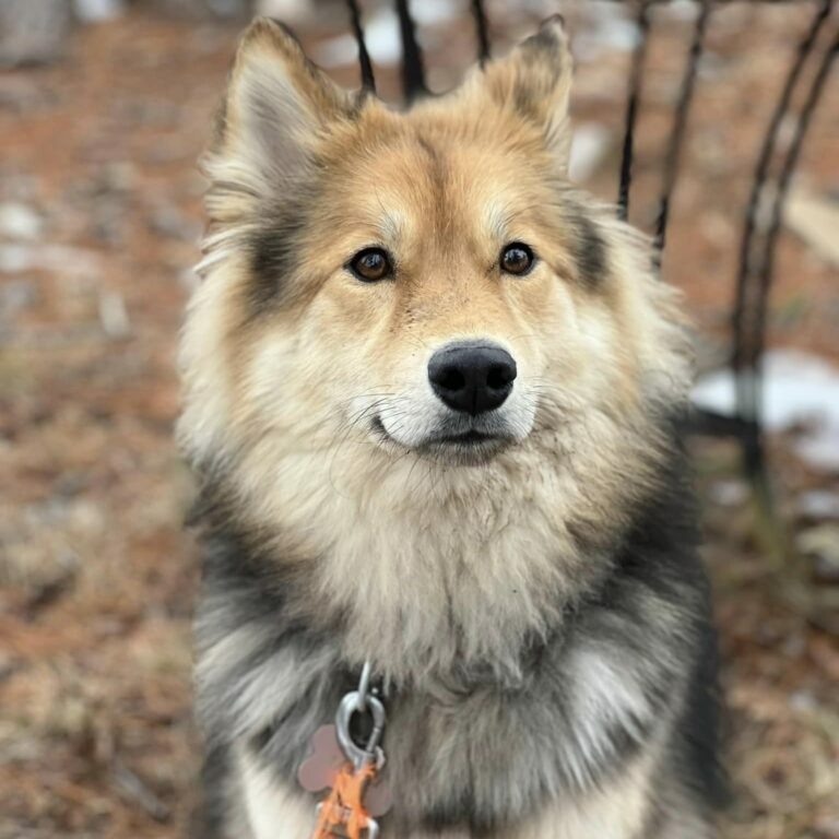 Camp Happy Hound
