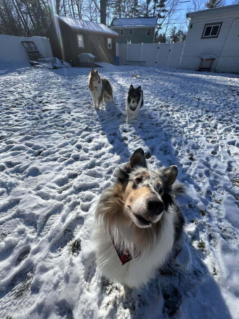 Camp Happy Hound