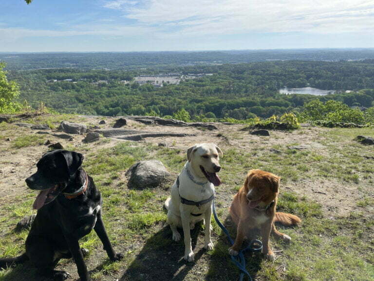 Camp Happy Hound