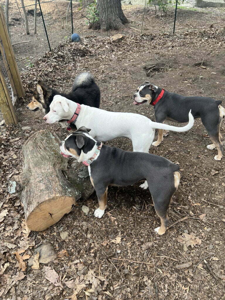 Camp Happy Hound