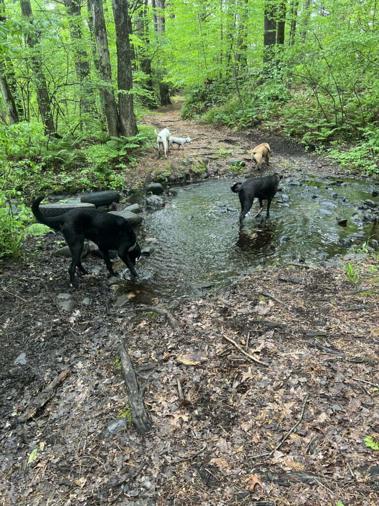 Camp Happy Hound