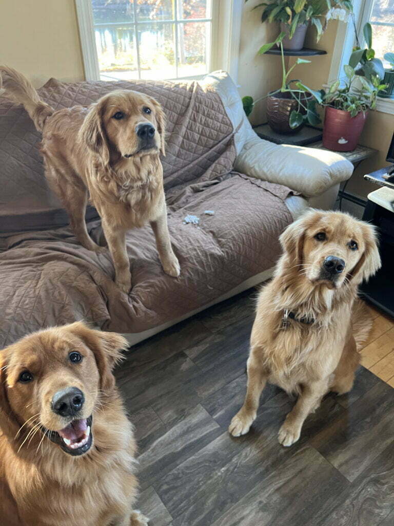 Camp Happy Hound