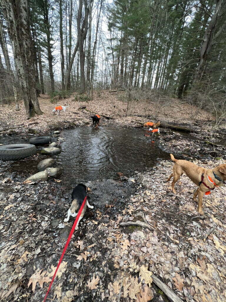 Camp Happy Hound