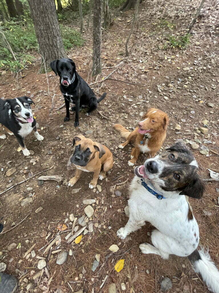 Camp Happy Hound